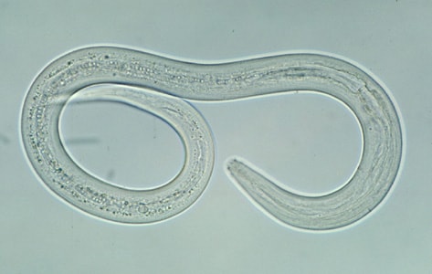 CDC - DPDx - Zoonotic Hookworm