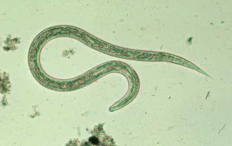 CDC - DPDx - Zoonotic Hookworm