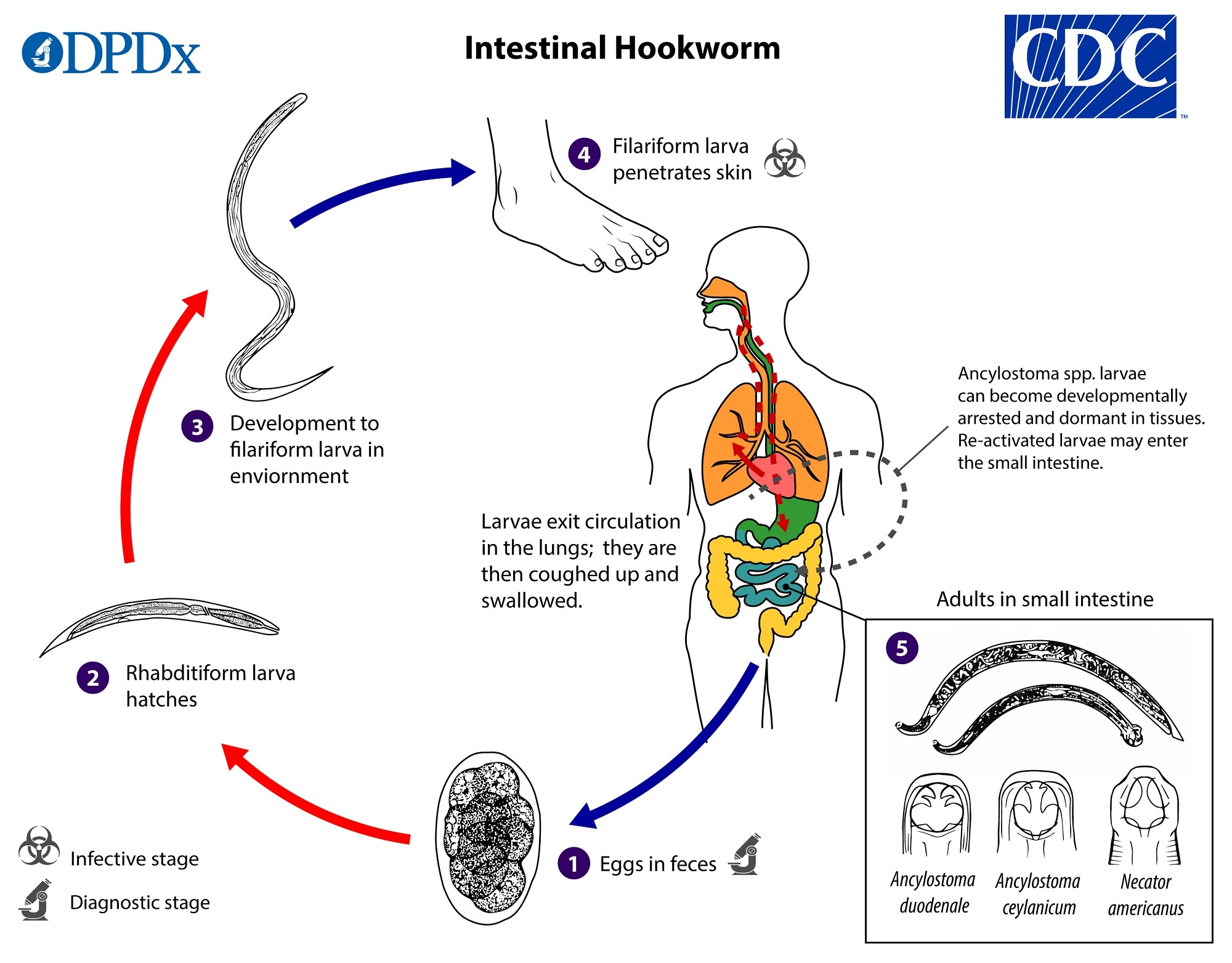 best treatment for hookworms in humans