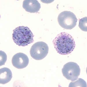 Case202_C.jpg Case202