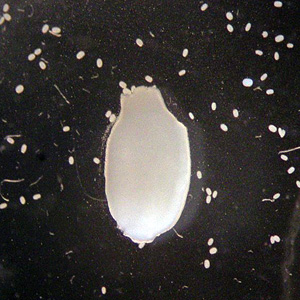 Case204_B.jpg Case204