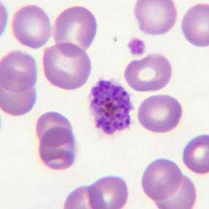 Case205_C.jpg Case205