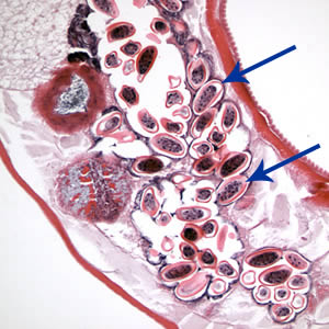 Case213_C.jpg Case213