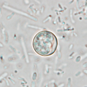 Case233_C.jpg Case233_C