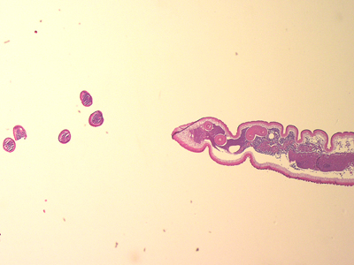 March - 2009 - Case #248