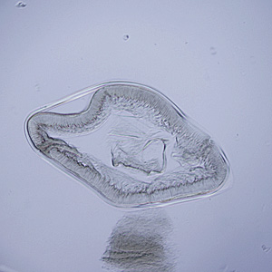 April - 2009 - Case #249