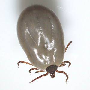 JULY - 2017 - Case #447 parasitic image