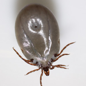 Case447_B.jpg Parasitic image