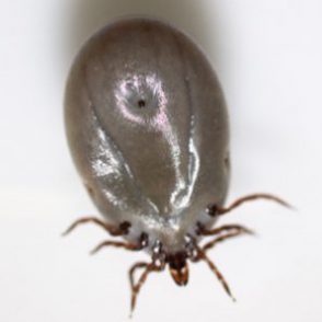 Case447_C.jpg Parasitic image