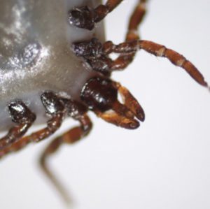 Case447_D.jpg Parasitic image