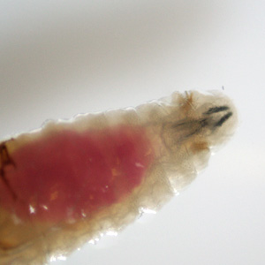 Case451_B Case Study Image