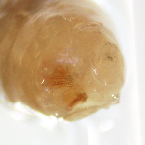 Case451_E Case Study Image