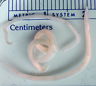 NOVEMBER - 2017 - Case #455 Parasitic image
