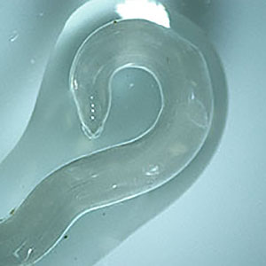 OLYMPUS DIGITAL CAMERA Parasitic image