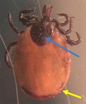 Case490_A Answer Figure A