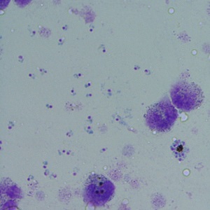 JANUARY - 2020 - CASE #507 parasitic image