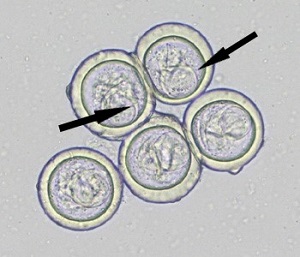 Case_513_A_Answer Case_513_answer