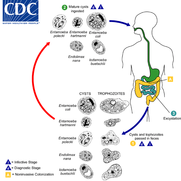 CDC - DPDx - Intestinal Amebae
