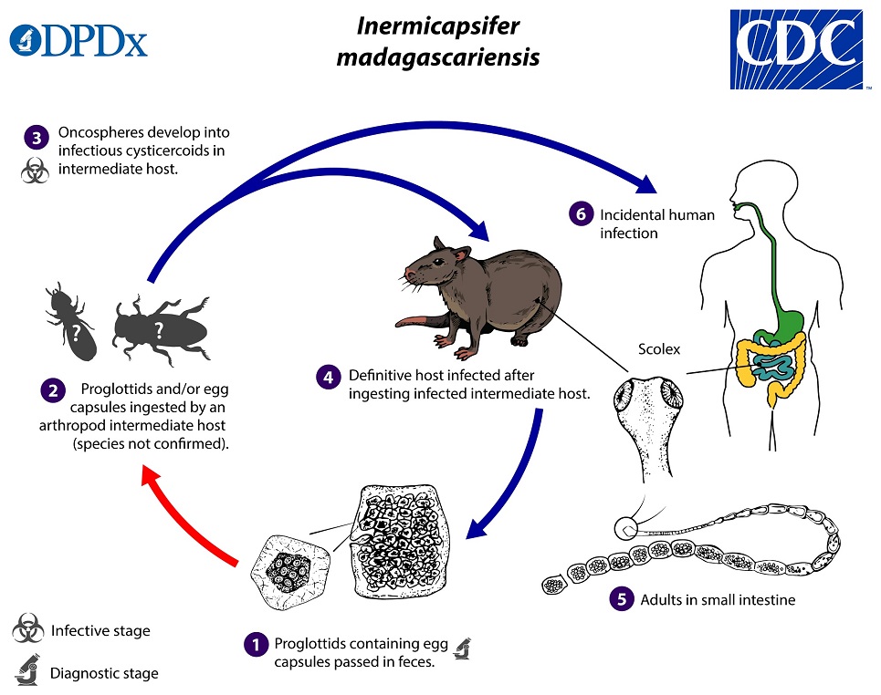 Inermicapsifer_LifeCycle_19 Inermicapsifer_LifeCycle