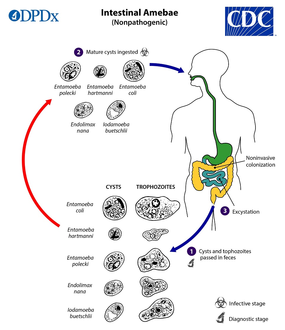 Intestinal_amebae_19 Lifecycle