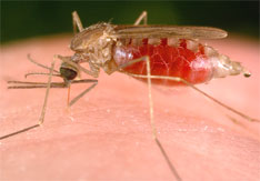 freeborni_large Anopheles freeborni mosquito pumping blood