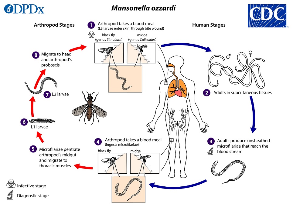 M_ozzardi_LifeCycle_19