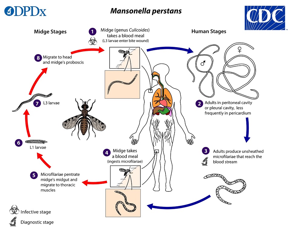 M_perstans_LifeCycle_19 lifecycle