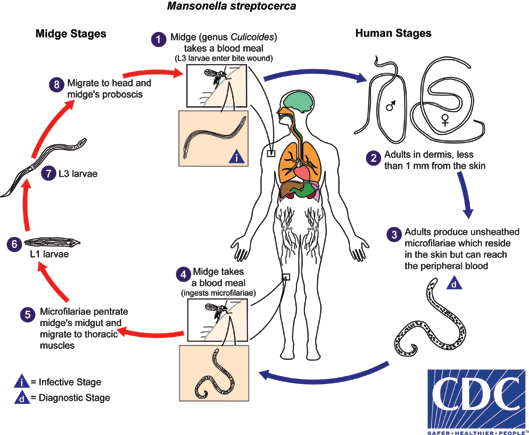 CDC - DPDx - Mansonellosis