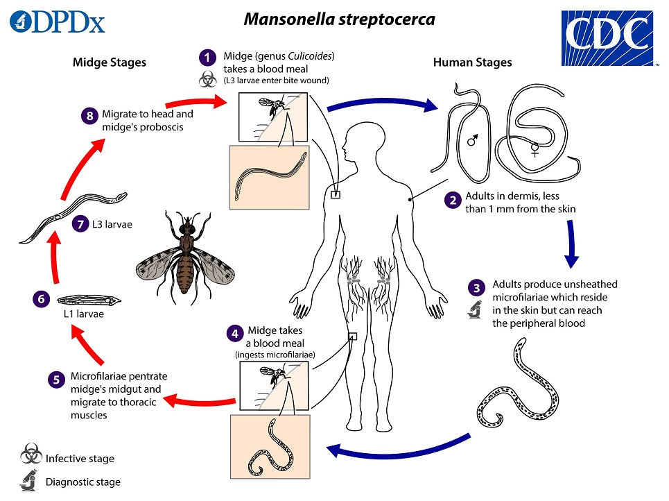 M_streptocerca_LifeCycle_19 lifecycle