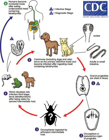 CDC - DPDx - Mesocestoidiasis