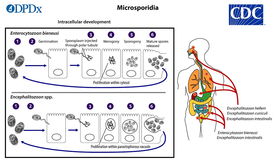 Microsporidia_LifeCycle_19 Lifecycle