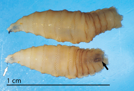 Two third instar C. hominivorax larvae presented in lateral view (top) and dorso-lateral view (bottom)