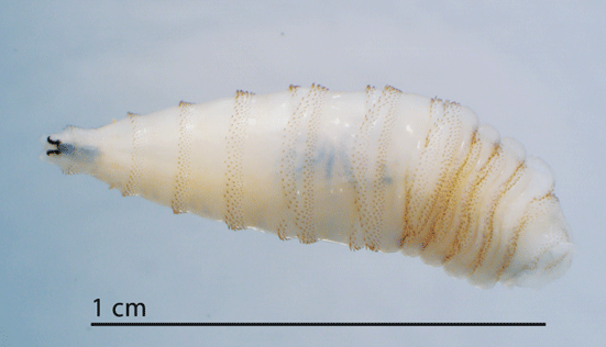 A third instar C. hominivorax larva shown in ventral view