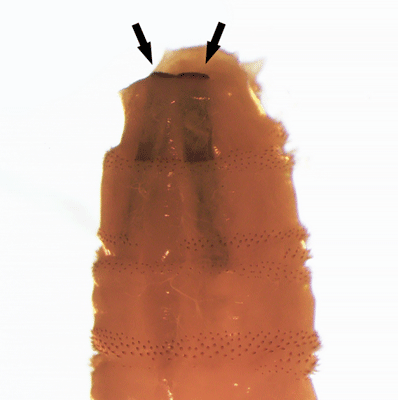 Dorsal-posterior view showing the tracheal trunks of C. hominivorax