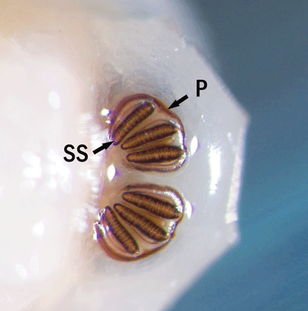 Posterior view of the anal segment of a third instar C. hominivorax larva showing spiracular plates