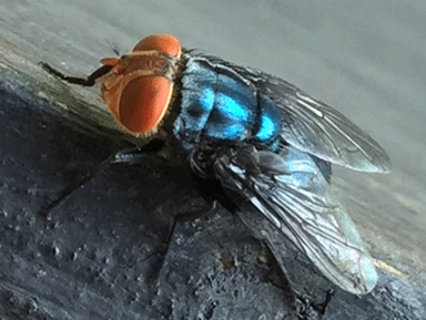 Adult fly of C. hominivorax