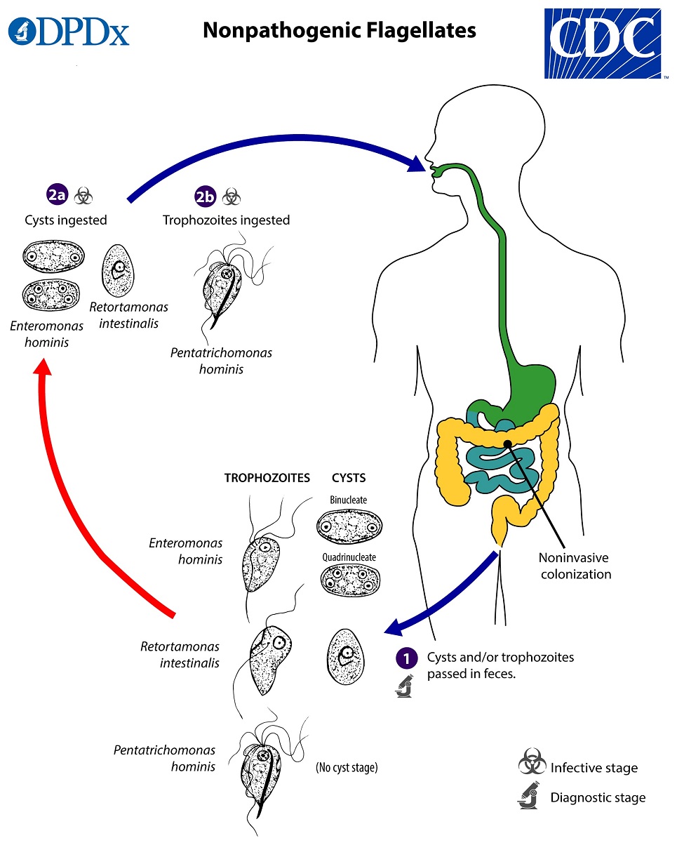NP_Flagellates_LifeCycle_19 lifecycle