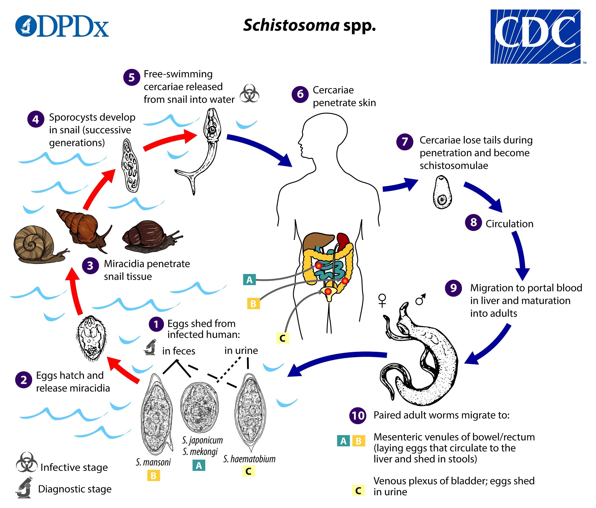 Cdc Dpdx Schistosomiasis Infection