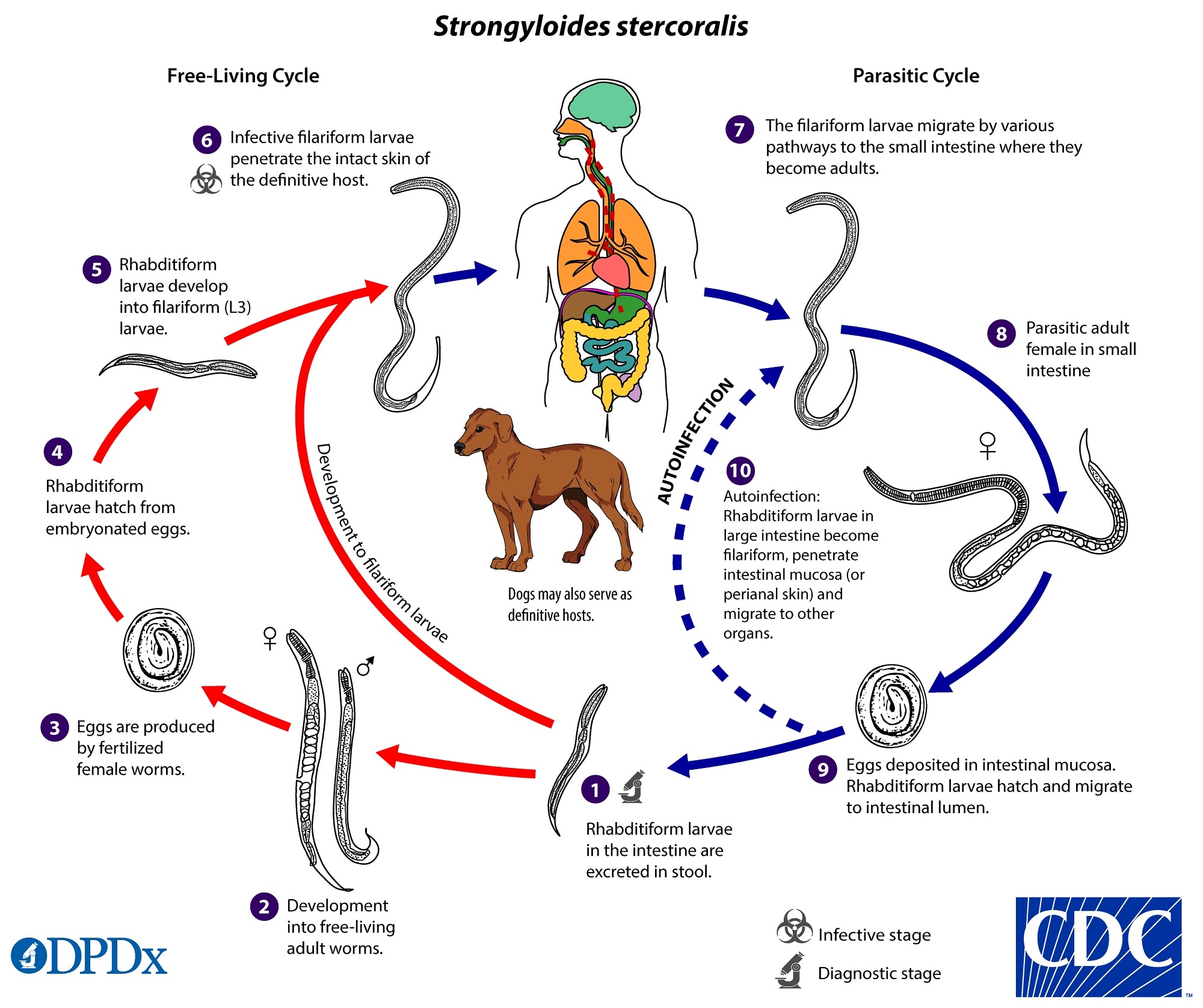 strongyloides stercoralis life cycle