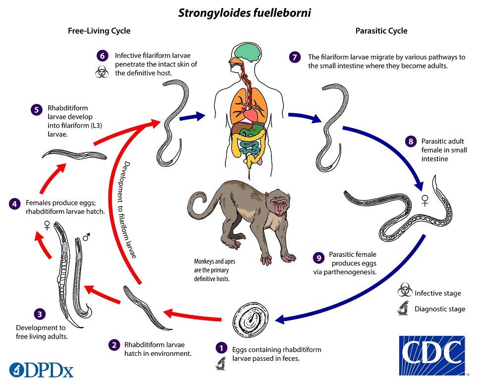 Strongyloides_fuelleborni_LifeCycle_19