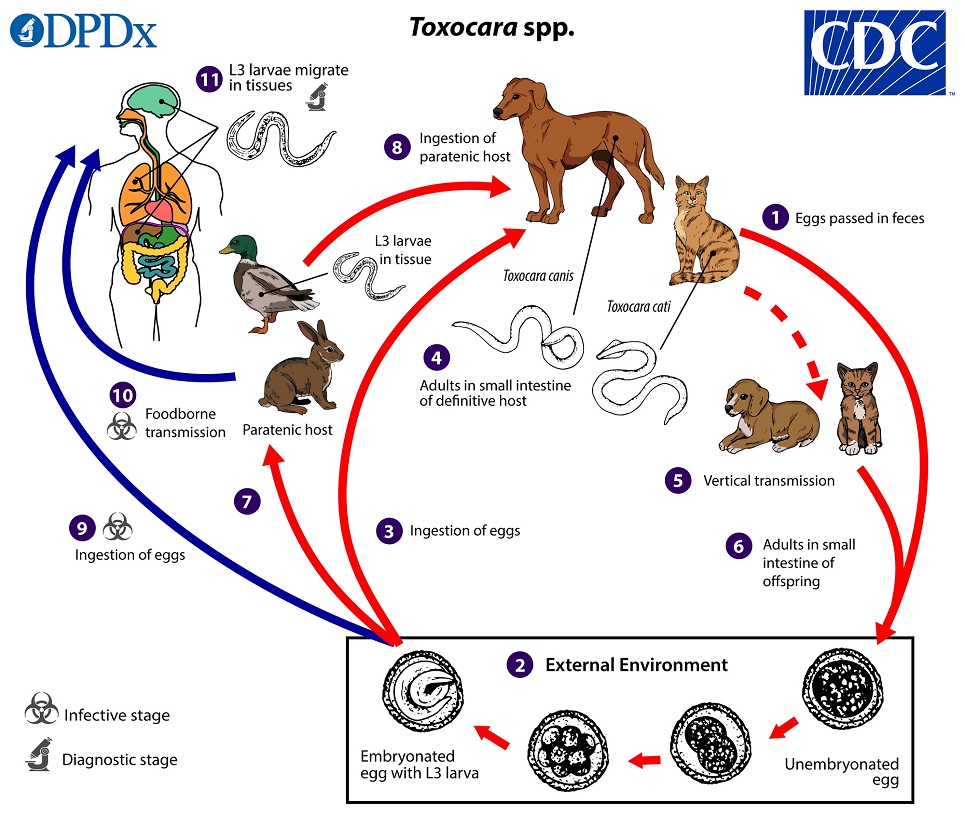 Toxocara_LifeCycle_19 lifecycle