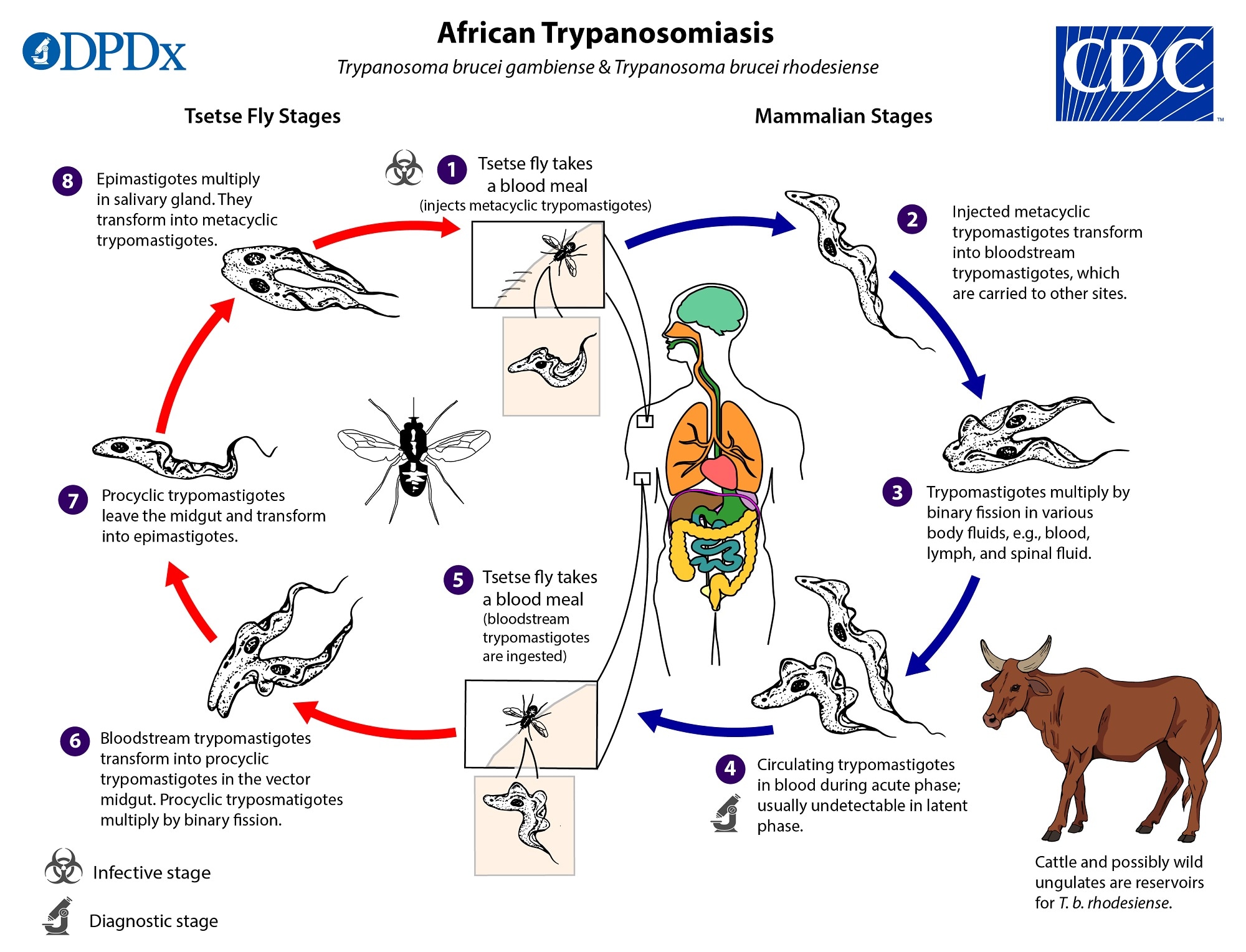 trypanosoma brucei map