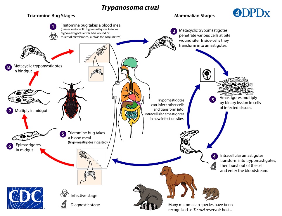 Chagas_LifeCycle_19 Lifecycle