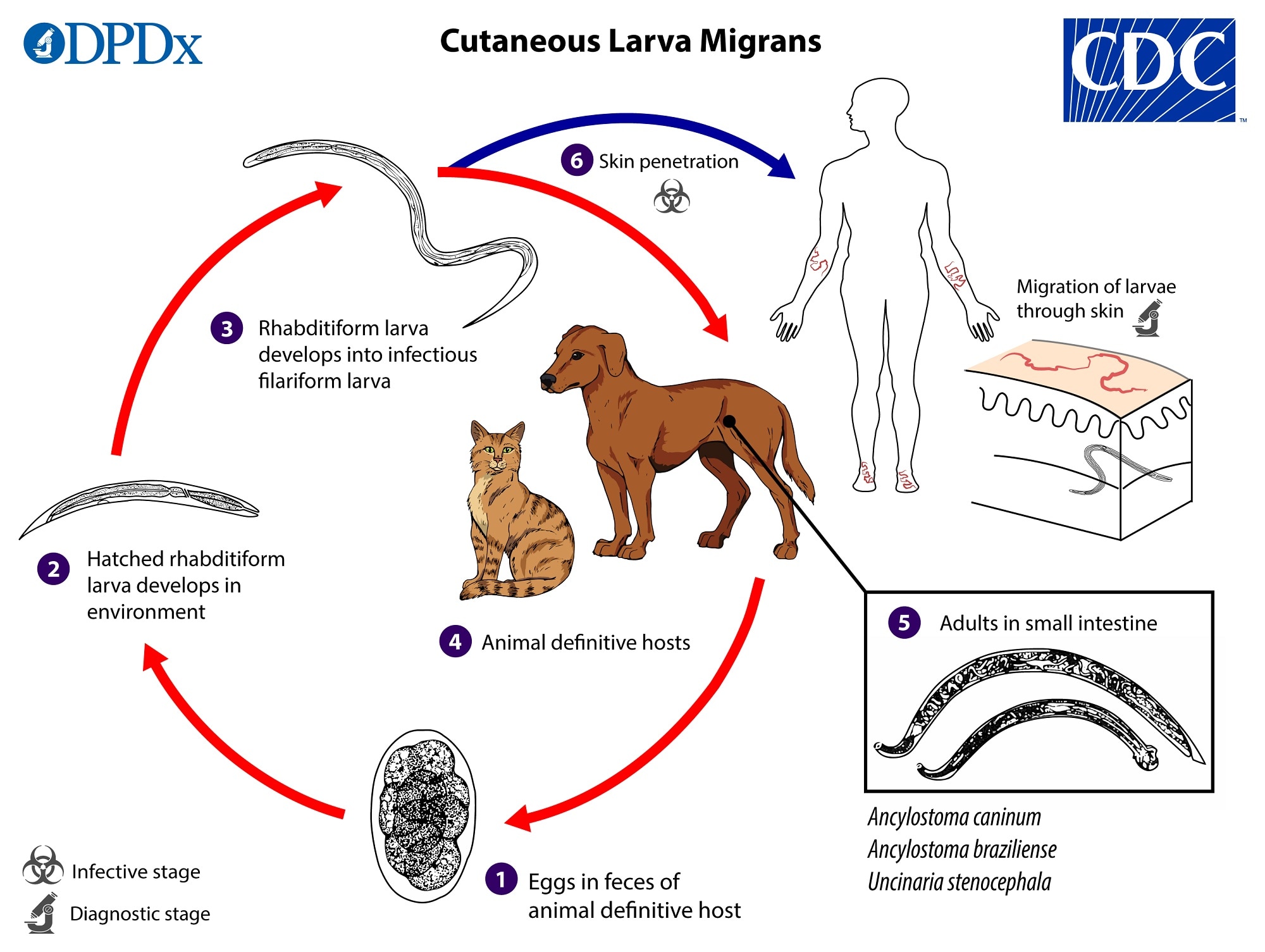 cutaneous larva migrans hookworm