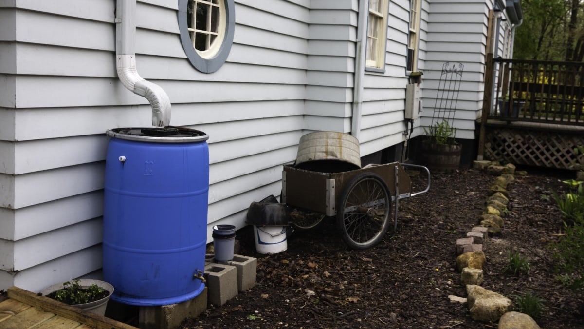 Outside of a house showing a downspout feeding into a large rain barrel with a tap near the bottom