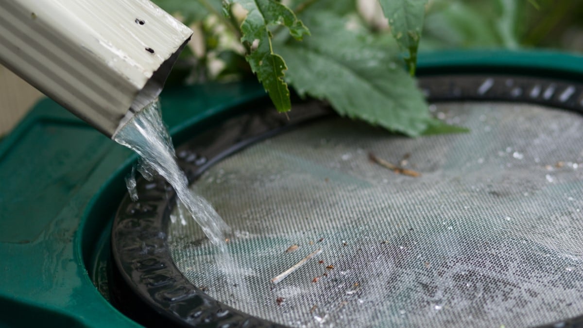 Water flowing out of a downspout into a container with a screened opening