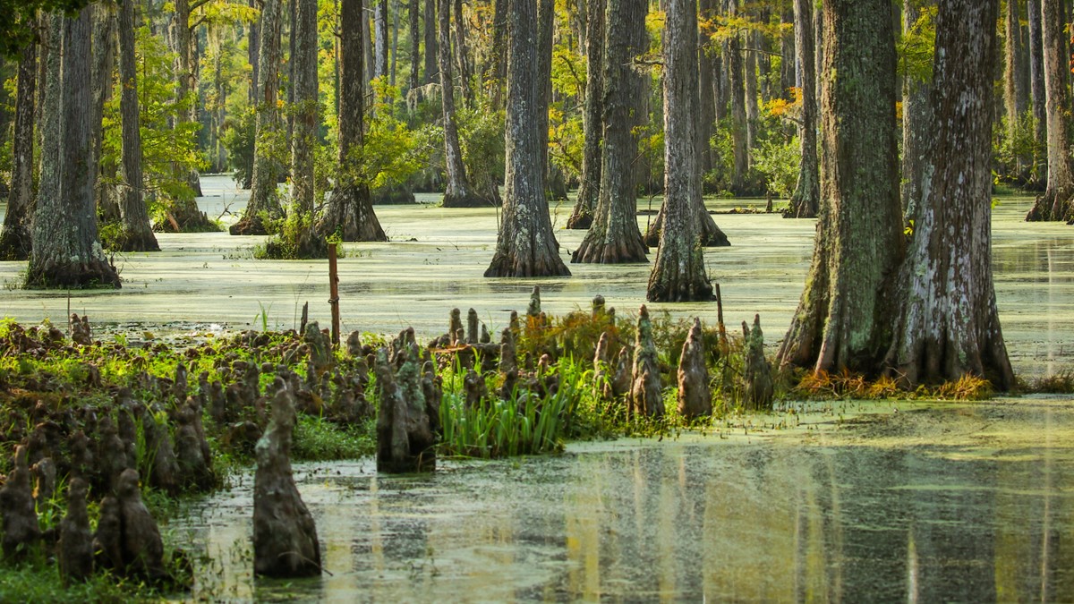 Southern United States cypress swamp