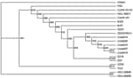 Thumbnail of Phylogenetic relationships of severe acute respiratory syndrome (SARS) virus isolates based on the spike gene. The neighbor-joining tree was constructed by the neighbor-joining process with 1,000 bootstrap replicates. The origins of the sequences are as follows: Civet007, Civet010, Civet019, Civet020, and Civet014, palm civets from the restaurant; GD03T0013, the first SARS patient in 2004; SZ3 and SZ16, palm civets from a Shenzhen market in 2003; GZ60, HGZ8L1-A, ZS-A, ZS-B, ZS-C, an