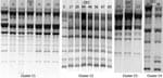 Thumbnail of Results of repetitive extragenic palindromic–PCR of Escherichia coli isolates belonging to the 4 clusters, Cambodia, 2004–2005. CEC, Cambodian E. coli.