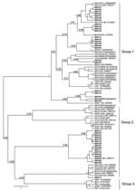 Thumbnail of Phylogenetic tree generated using Bayesian Markov Chain Monte Carlo analysis implemented in Bayesian Evolutionary Analysis Sampling Trees (BEAST; http://beast.bio.ed.ac.uk) by using a 121-nt fragment of the RdRp gene 1b from 39 coronaviruses (CoVs) in bats from Kenya. CoVs from this study are shown in boldface; an additional 47 selected human and animal coronaviruses from the National Center for Biotechnology Information database are included. The Bayesian posterior probabilities we